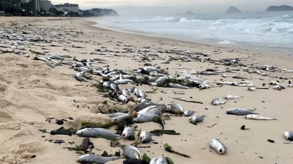 Milhares de peixes aparecem mortos na Barra da Tijuca, e biólogo aponta descarte após pesca como principal hipótese