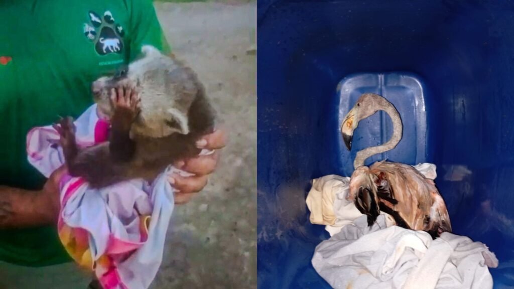 Guaxinim filhote e flamingo debilitado recebem cuidados após resgate no interior do Amapá