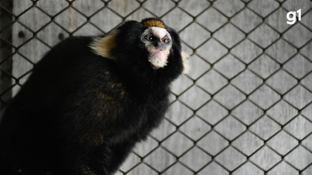 Conheça Mila, a 'sagui-caveirinha' que viajou de SP para o RS com a missão de ajudar a salvar espécie da extinção