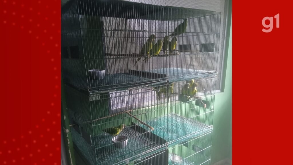 Periquitos resgatados após queda de árvore no MA têm quadro estável; veja as fases do tratamento