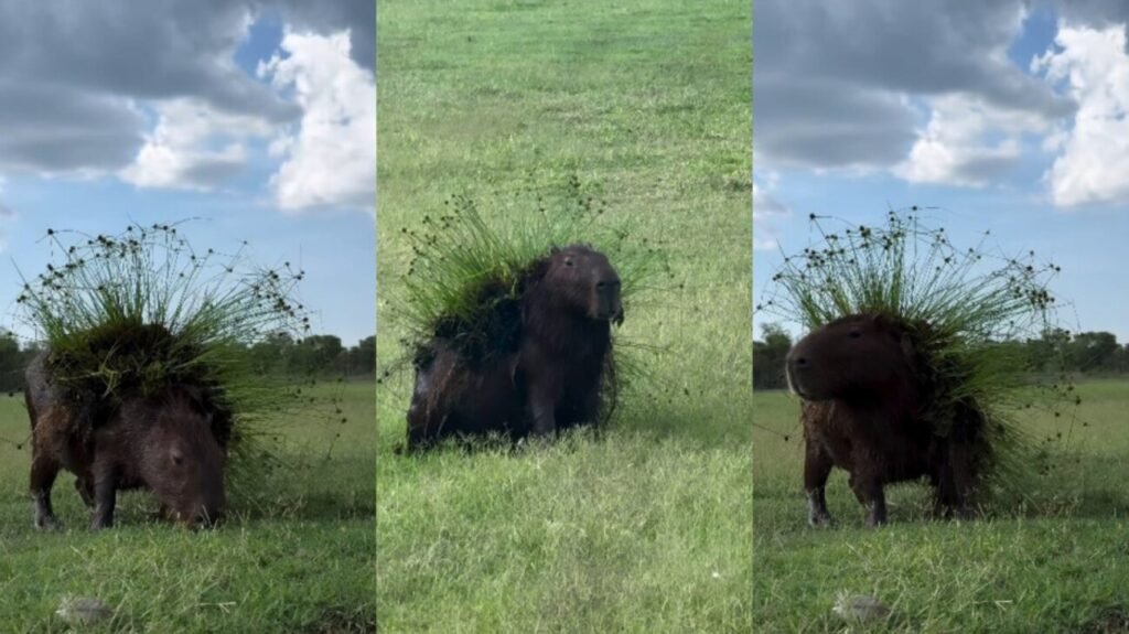 Fantasia nota 10: no Carnaval do reino animal, capivara dá show no Pantanal; veja vídeo