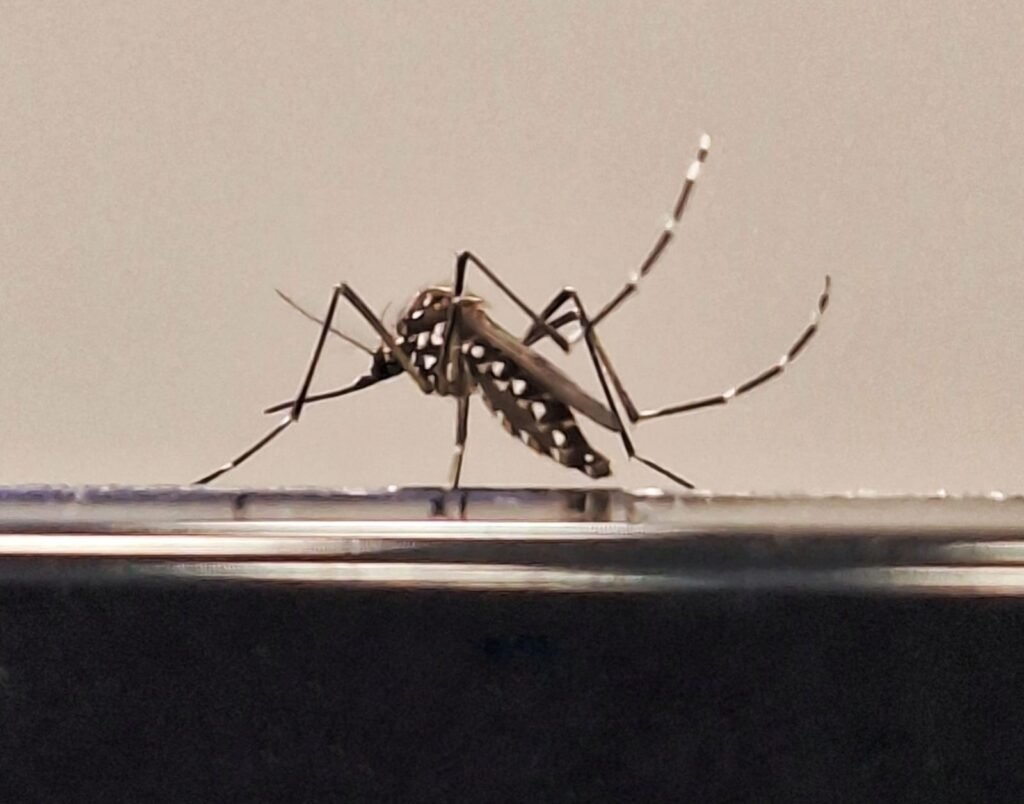 'Dia D' contra o Aedes aegypti mobiliza 54 municípios no Norte de MG neste sábado (28)