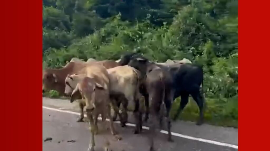 VÍDEO: Carreta com bois tomba e animais ficam espalhados na PA-256 em Paragominas, no Pará
